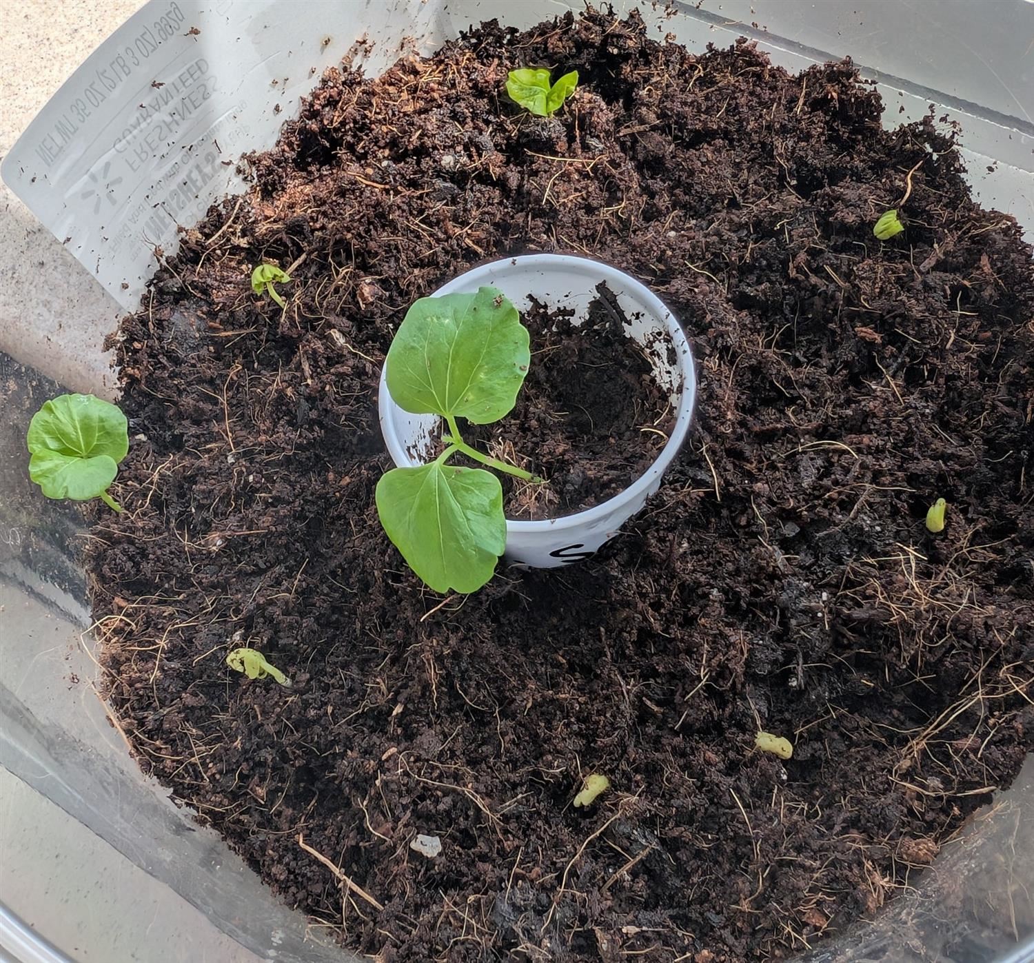  Plant