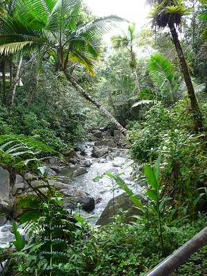 El Yunque